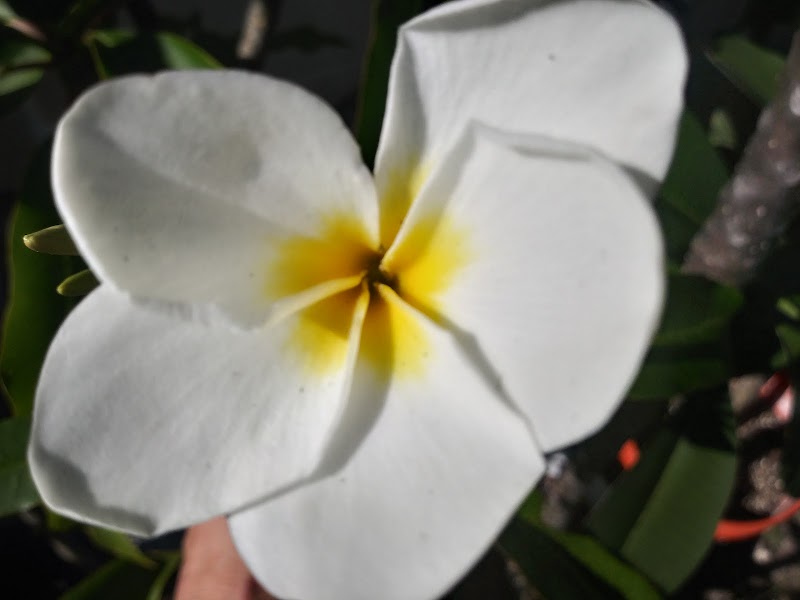 Plummeria Farms Of Florida photo 4