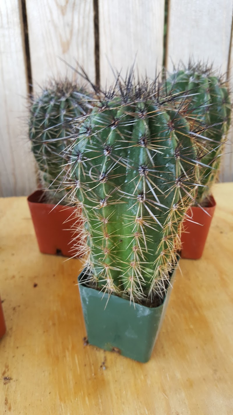 Photo of BK Cacti