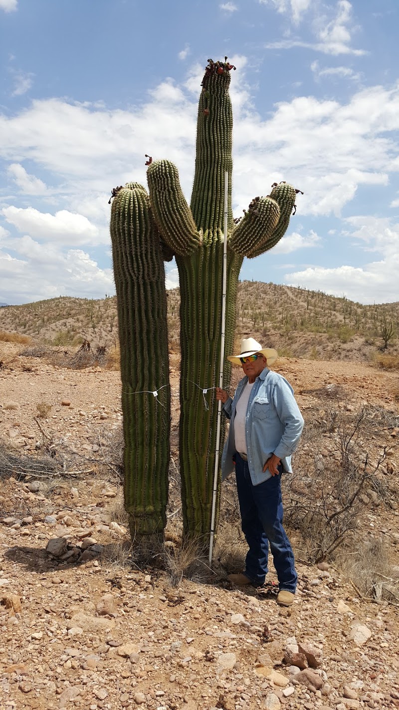 BK Cacti photo 3