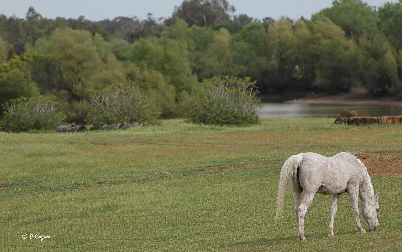 Arabian Star Equestrian Center photo 3