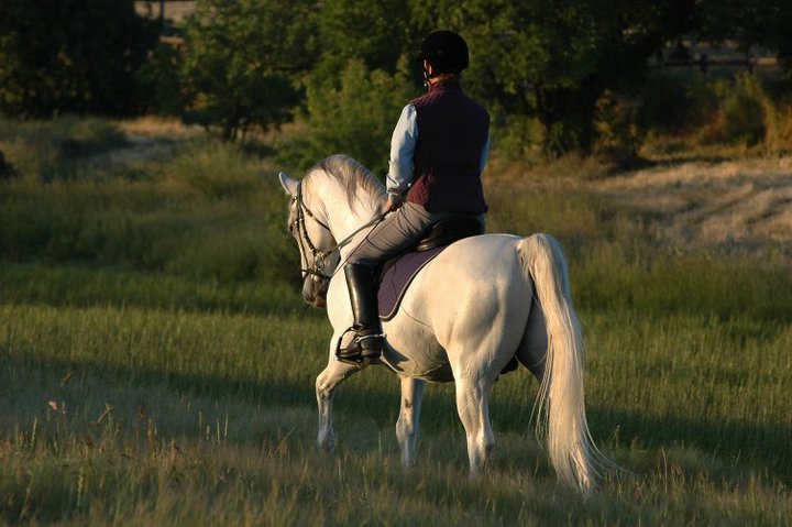 Arabian Star Equestrian Center photo 5