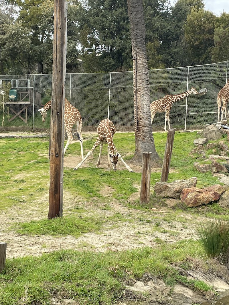 Giraffe Enclosure photo 4