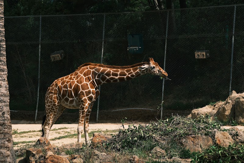Giraffe Enclosure photo 2