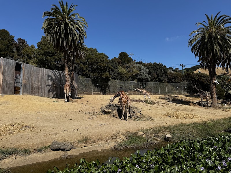 Photo of Giraffe Enclosure