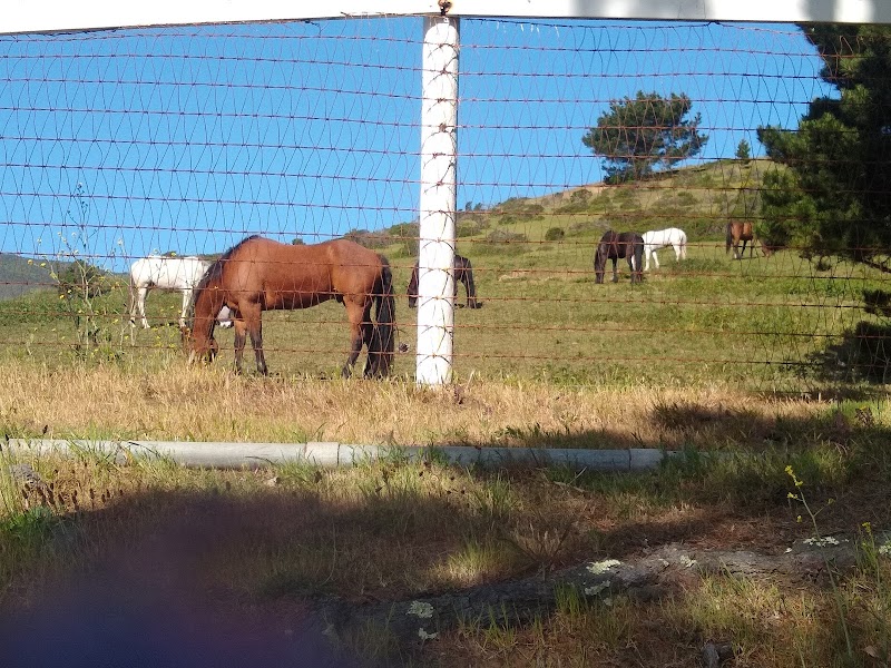Shamrock Ranch Kennels photo 2