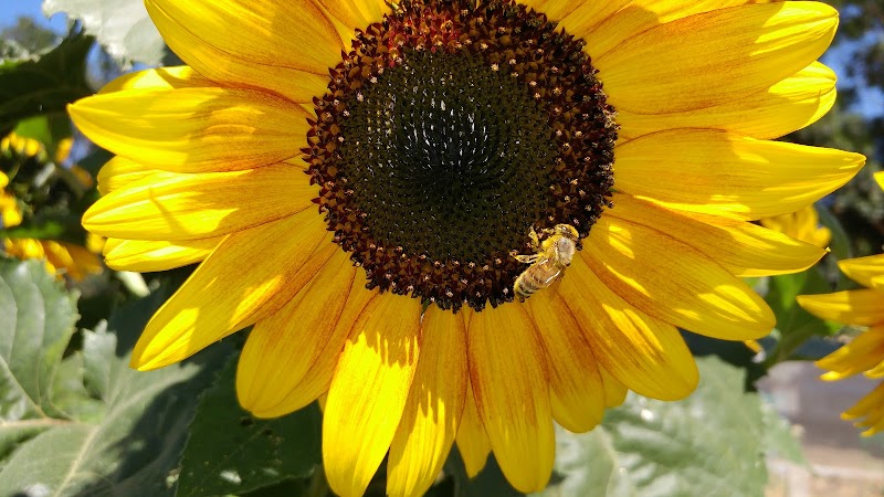Morgan Hill Community Garden photo 5