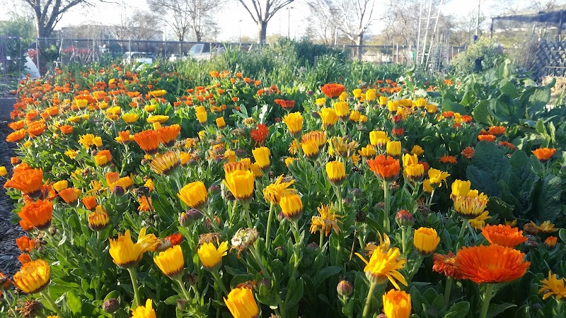 Morgan Hill Community Garden photo 3