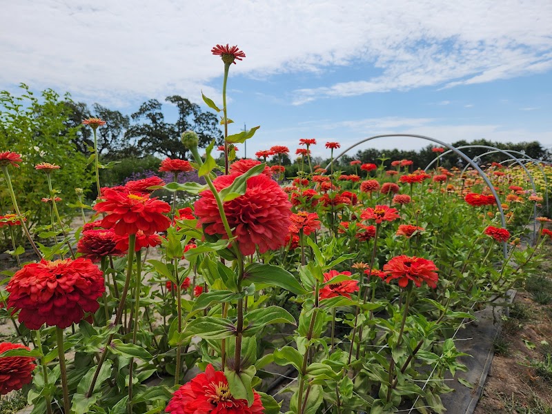 Poppies & Petals Farm photo 2