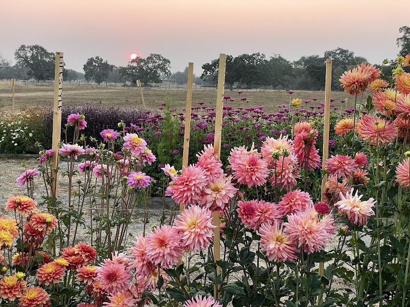 Photo of Poppies & Petals Farm