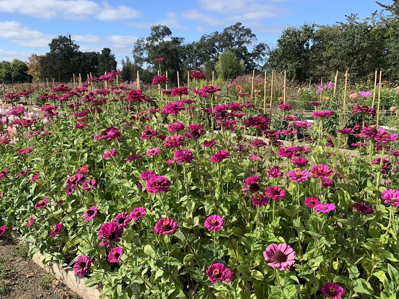 Poppies & Petals Farm photo 5