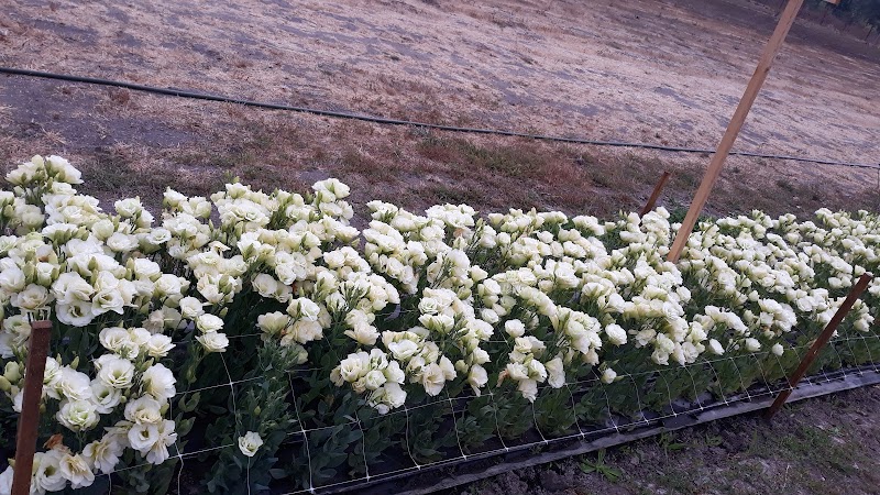 Poppies & Petals Farm photo 3