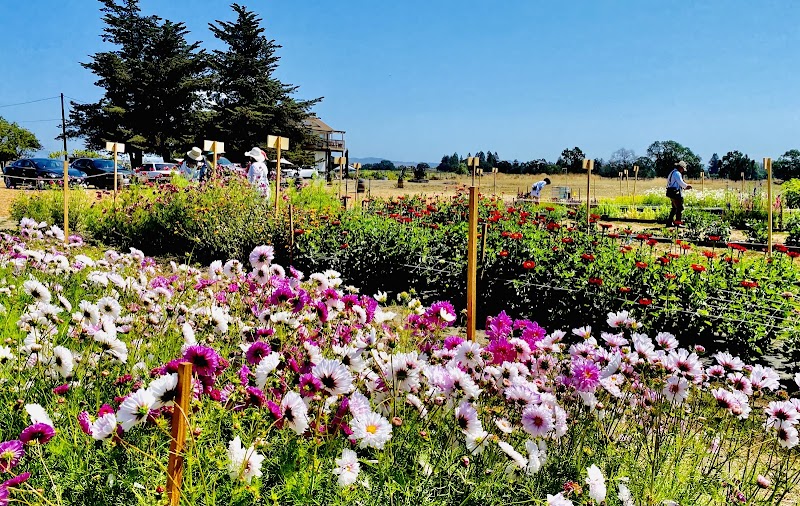 Poppies & Petals Farm photo 4