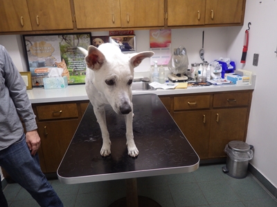 Hillview Pet Hospital photo 2