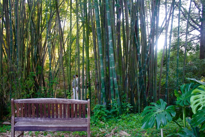 Photo of Bamboo Gardens