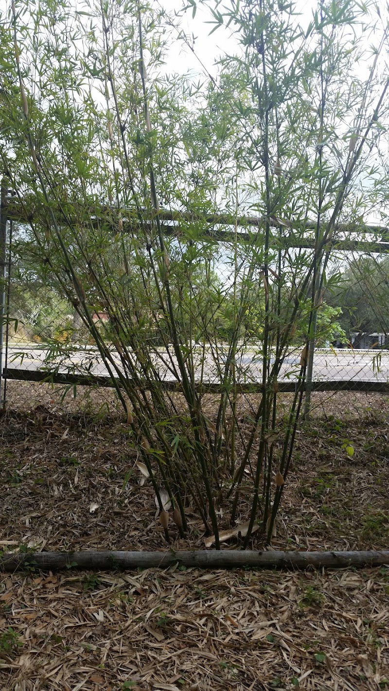 Bamboo Gardens photo 2