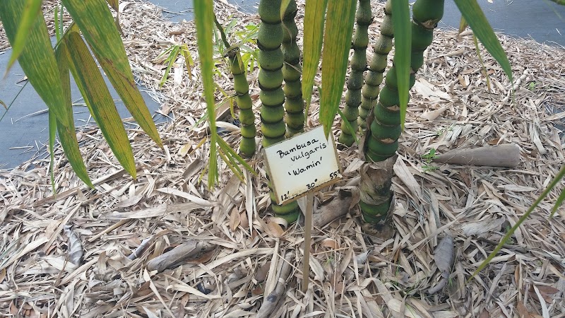 Bamboo Gardens photo 4