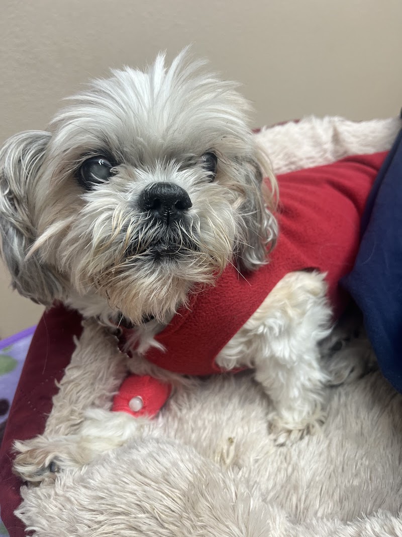 Saratoga Veterinary Hospital photo 5