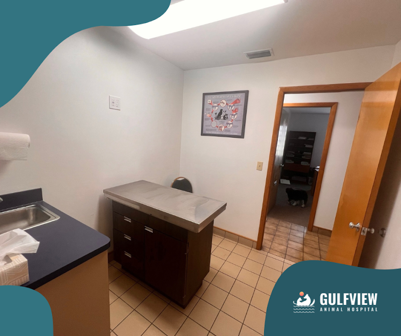 Photo of Gulfview Animal Hospital