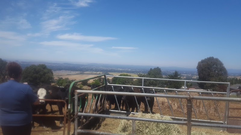 Chris Brown Cutting Horses photo 4