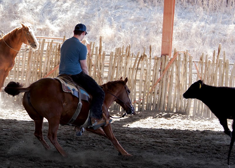 Chris Brown Cutting Horses photo 2