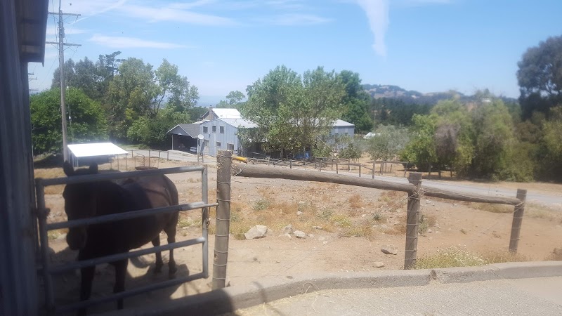 Photo of Chris Brown Cutting Horses