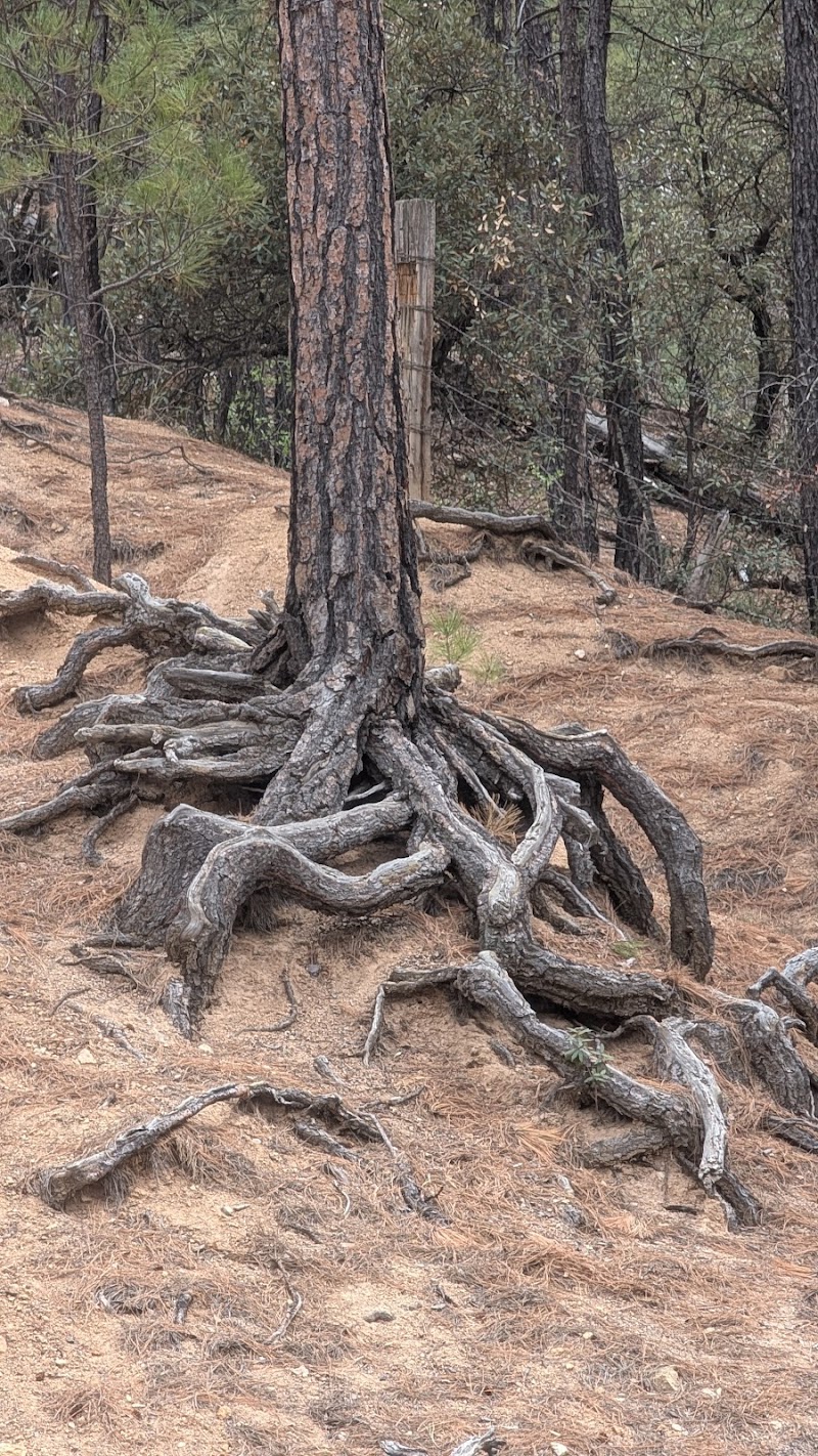 Middle Bear Picnic Area photo 5