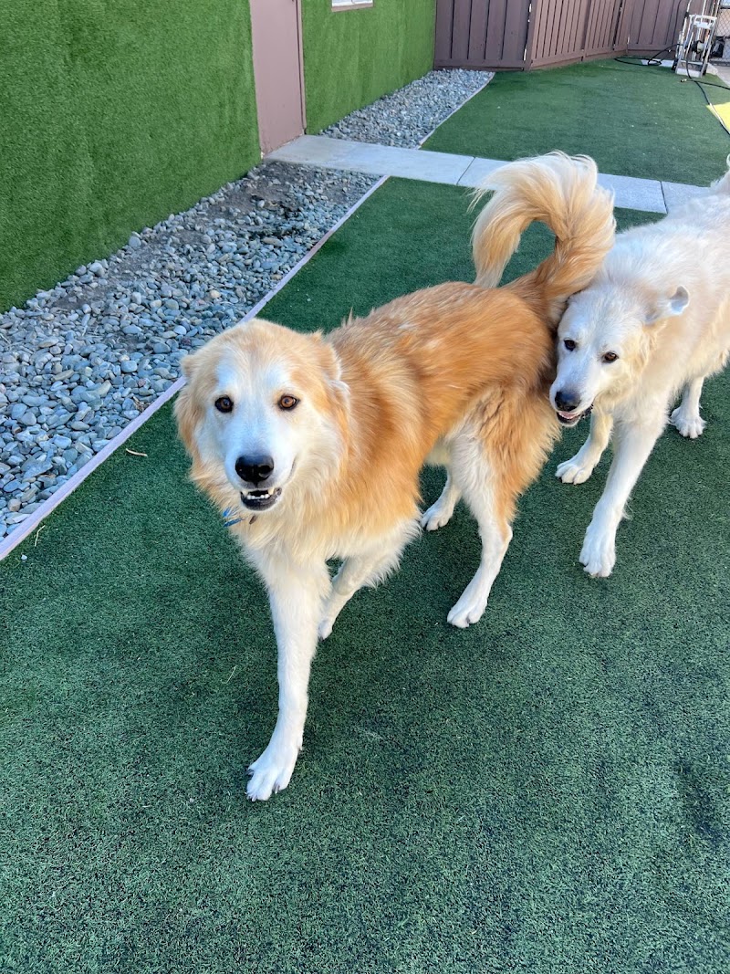 Photo of Breton's Dog & Cat Boarding
