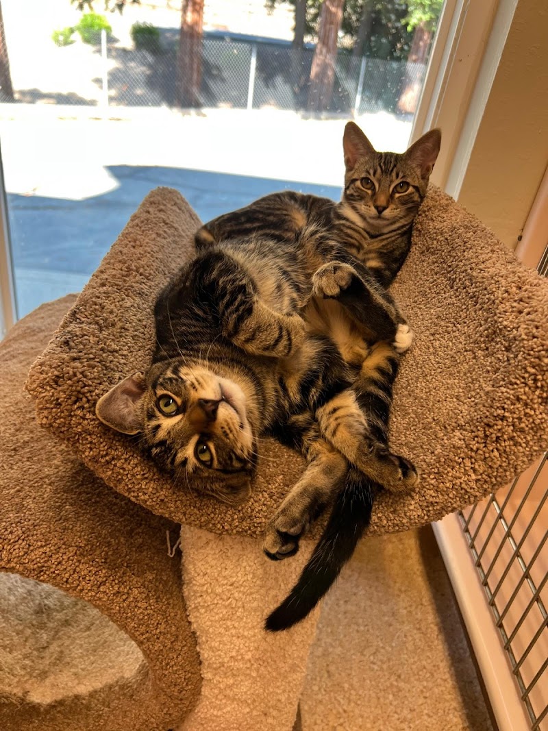 Breton's Dog & Cat Boarding photo 4