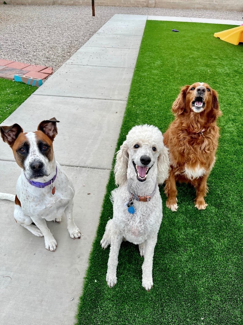 Camp Jimmydog - Tucson photo 3