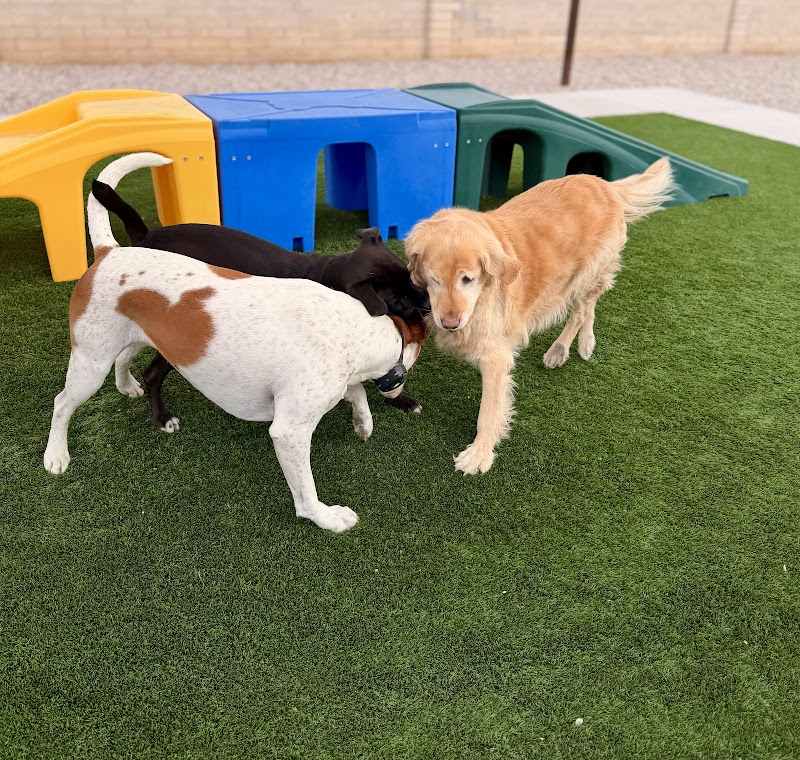 Camp Jimmydog - Tucson photo 2