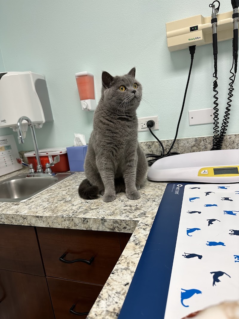 San Antonio Animal Hospital photo 2