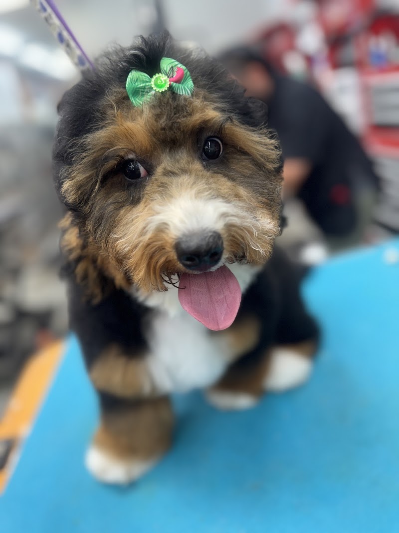 All Fur Love Grooming LLC photo 2