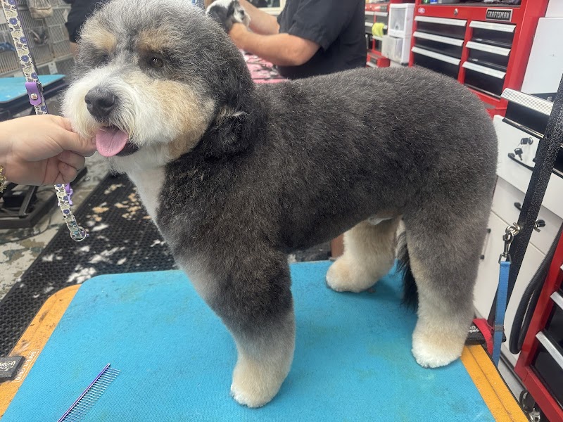 Photo of All Fur Love Grooming LLC
