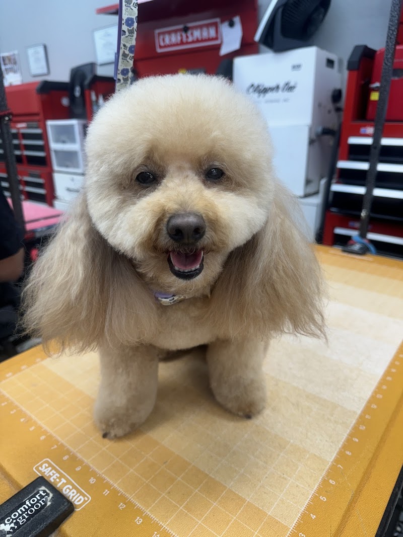 All Fur Love Grooming LLC photo 5