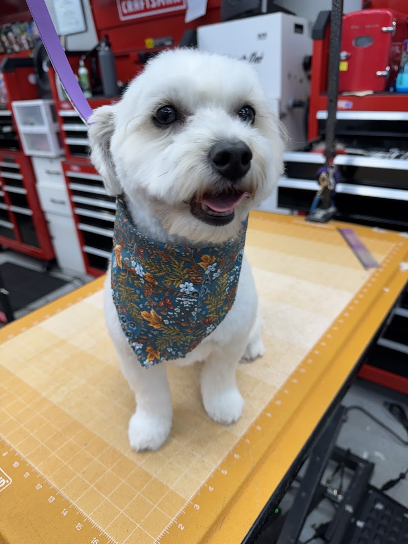 All Fur Love Grooming LLC photo 4
