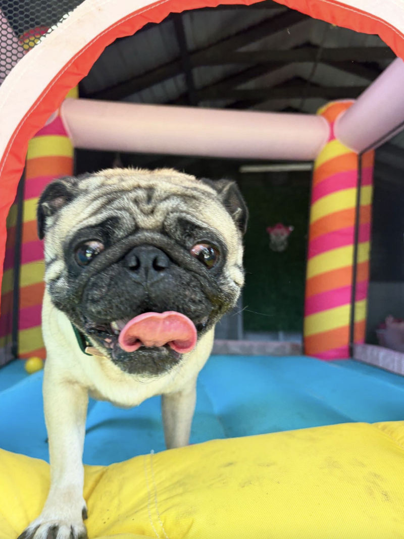 Photo of Pink Puppy Club