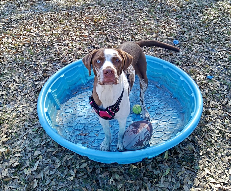 Pink Puppy Club photo 4
