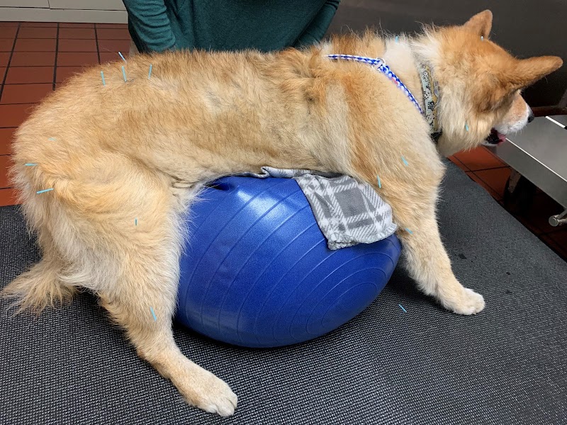 VCA Madera Pet Hospital photo 3