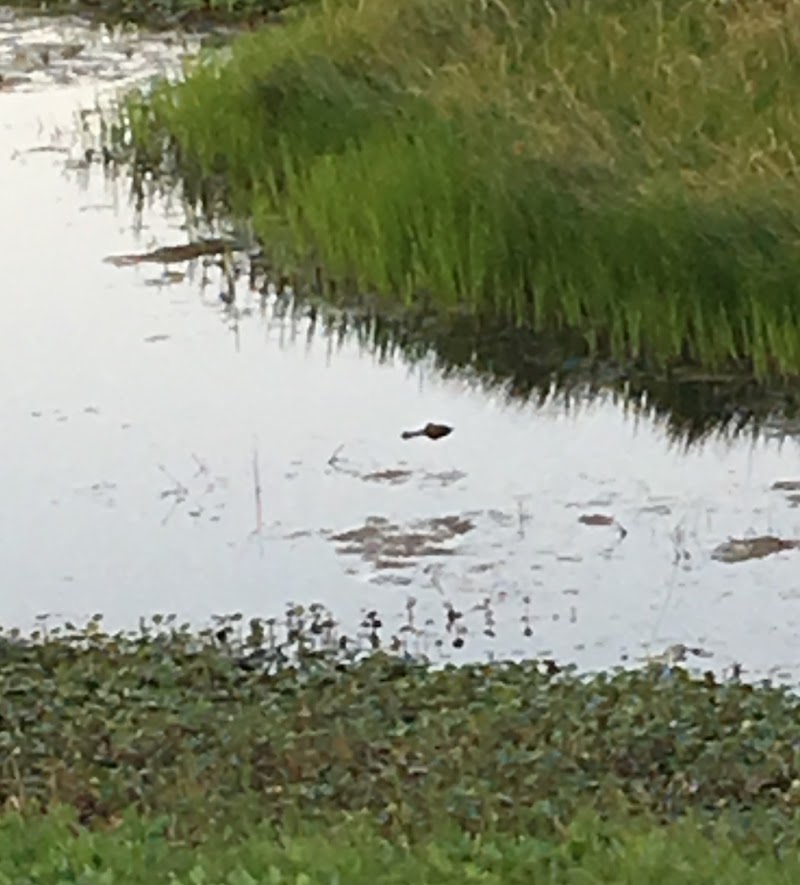 Gonzalez Pond photo 5