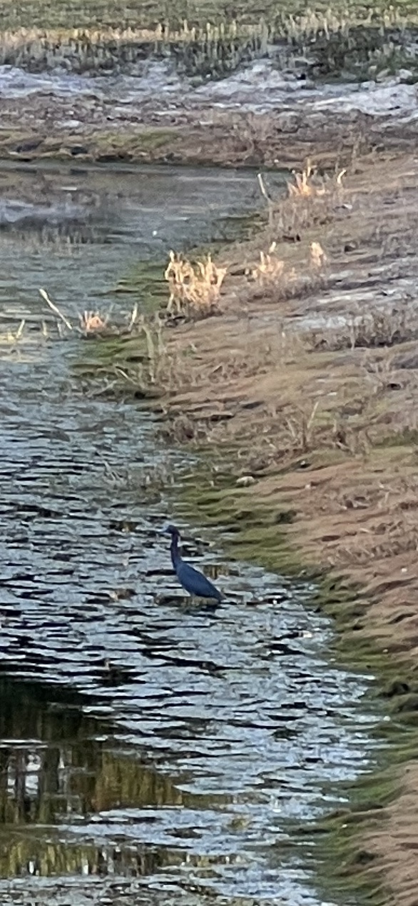 Photo of Gonzalez Pond