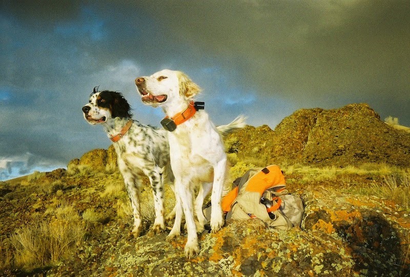 Blue Ridge Kennels photo 5