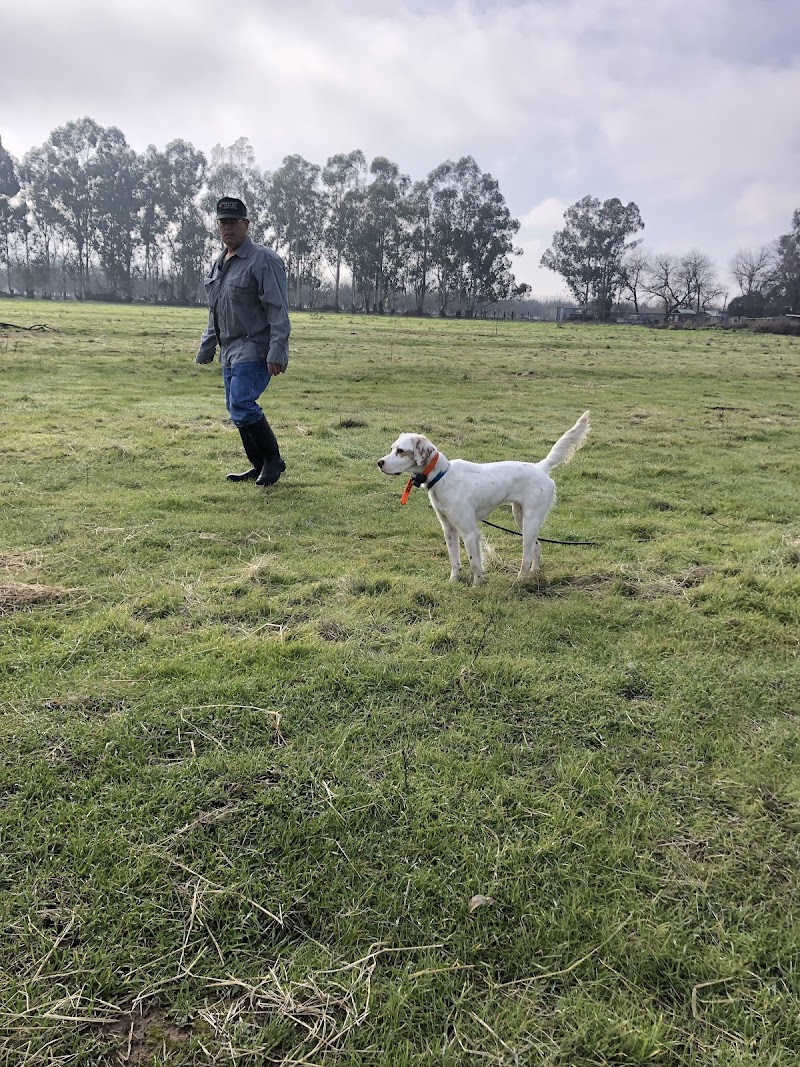 Blue Ridge Kennels photo 2