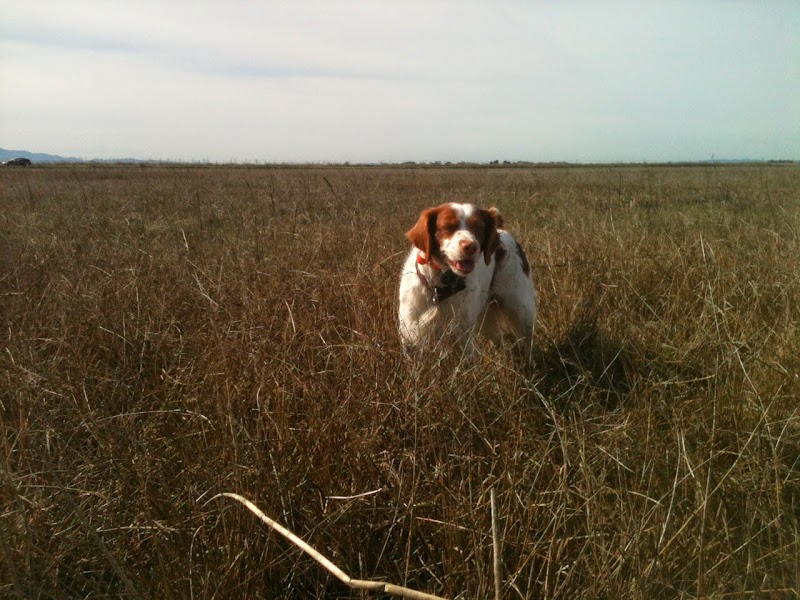 Photo of Blue Ridge Kennels
