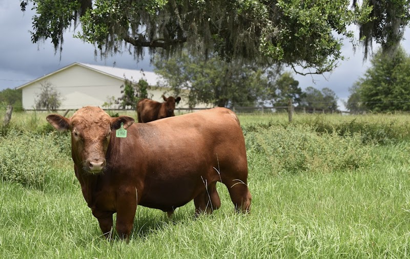 Watkins Red Angus photo 2