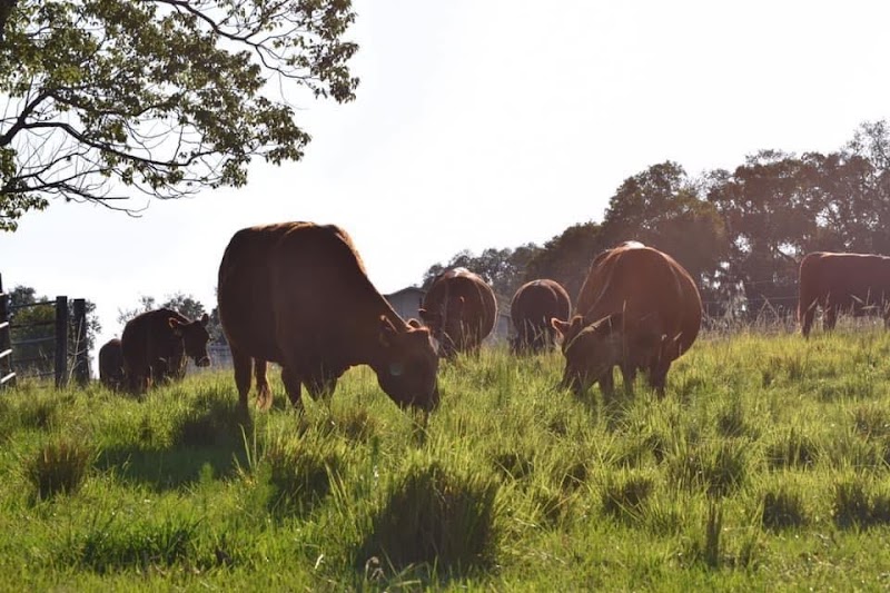 Photo of Watkins Red Angus
