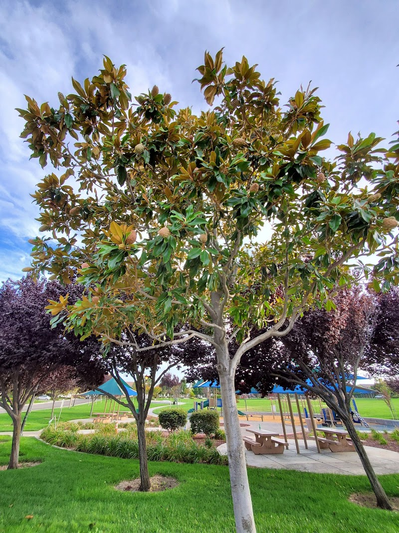Magnolia Park photo 2