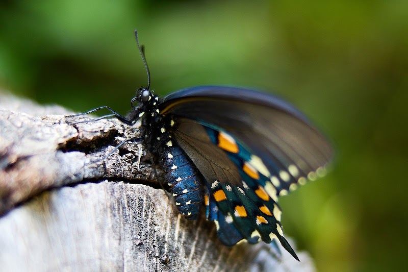 Hallberg Butterfly Garden photo 5