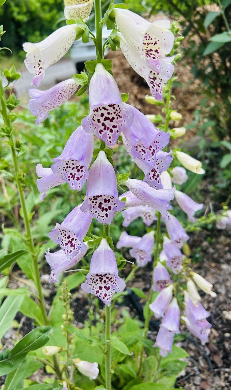 Hallberg Butterfly Garden photo 2