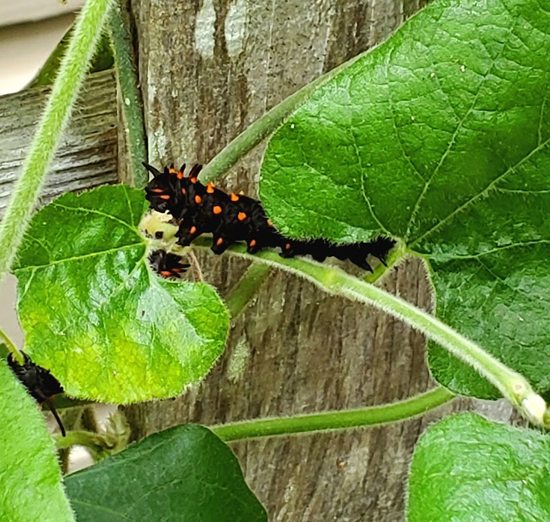 Photo of Hallberg Butterfly Garden