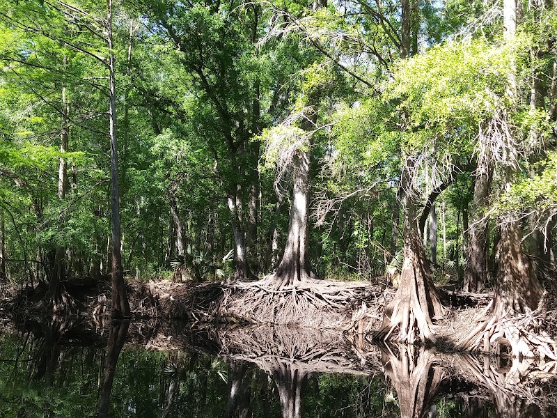 Green Swamp Wildlife Management Area - Cumpressco Unit photo 2